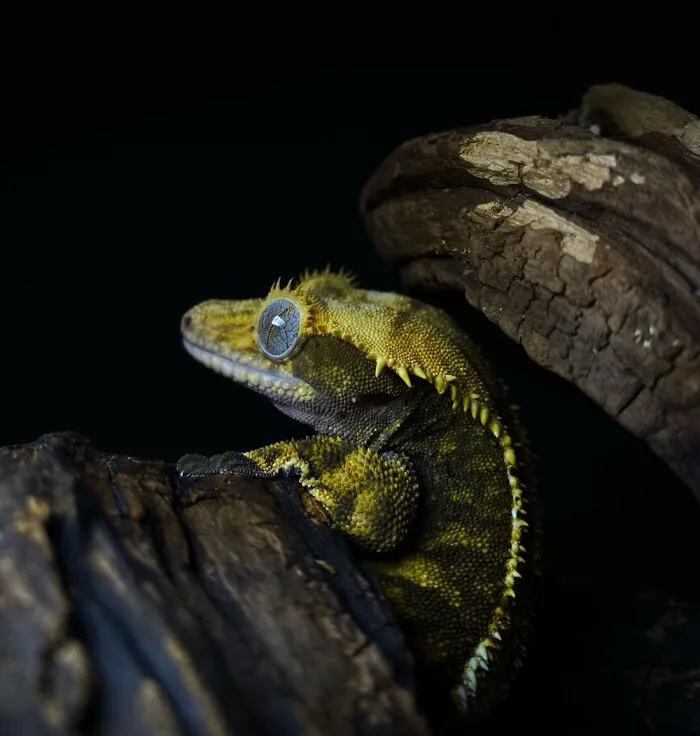 Here Are Some Of The Photos I Have Taken Of My Frog And Gecko