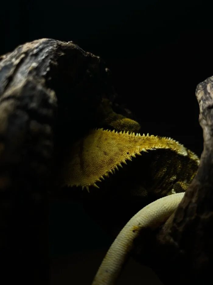 Here Are Some Of The Photos I Have Taken Of My Frog And Gecko