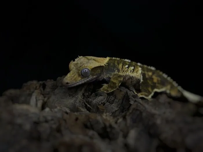 Here Are Some Of The Photos I Have Taken Of My Frog And Gecko