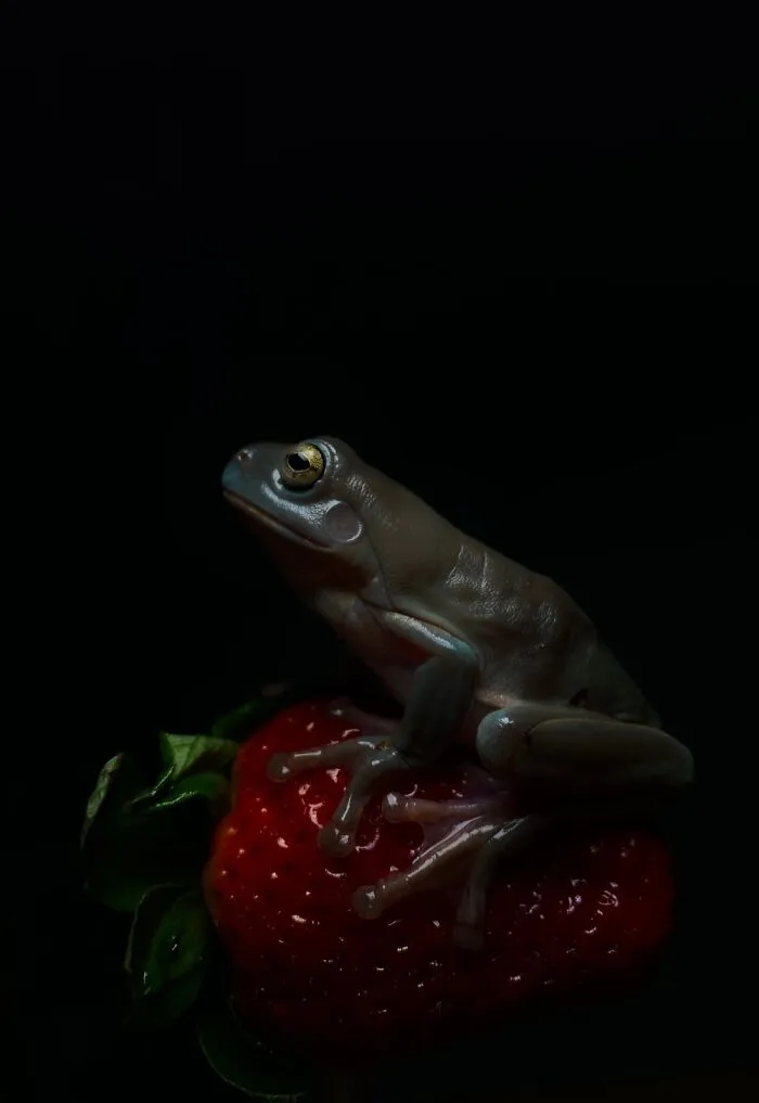 Here Are Some Of The Photos I Have Taken Of My Frog And Gecko
