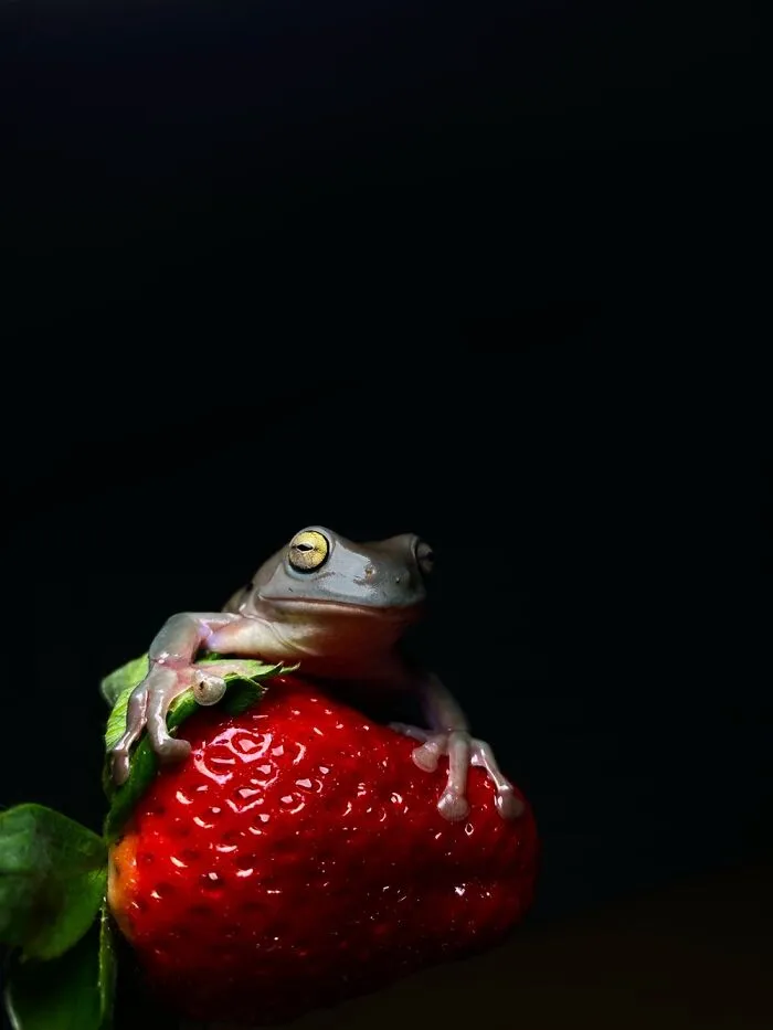 Here Are Some Of The Photos I Have Taken Of My Frog And Gecko