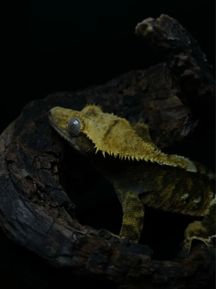 Here Are Some Of The Photos I Have Taken Of My Frog And Gecko