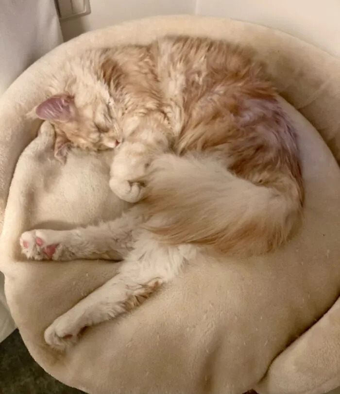 Sleepy Sleepy