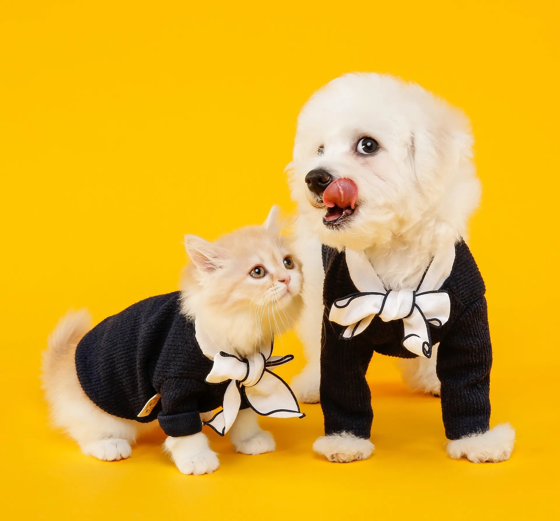 Connecting Peoples With Dogs And Cats