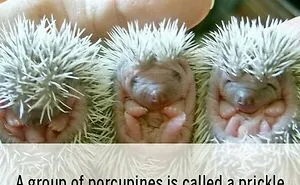 50 Of The Most Interesting Facts About Our World, As Shared By This Instagram Account