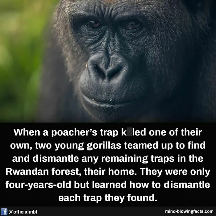 50 "Mind-Blowing Facts" Shared On This Instagram Page