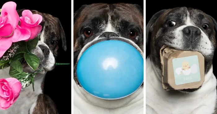 I Photographed This Boxer Dog Holding His Favorite Things (13 Pics)