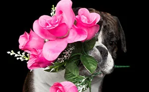 I Photographed This Boxer Dog Holding His Favorite Things (13 Pics)