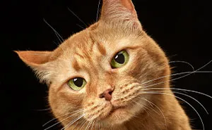 We Tried To Capture The Personality Of Each Of These Cats From A Cat Theater (18 Pics)