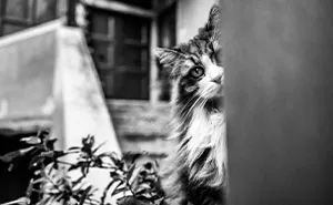 I Took Photographs Of Hiding Cats In Venice, And Here Are The Best 22 Photos