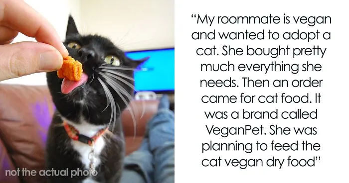 Woman Wanted To Get A Cat And Feed It Vegan Dry Food, Roommate Passes That On To The Shelter Worker And They Decline Her Application