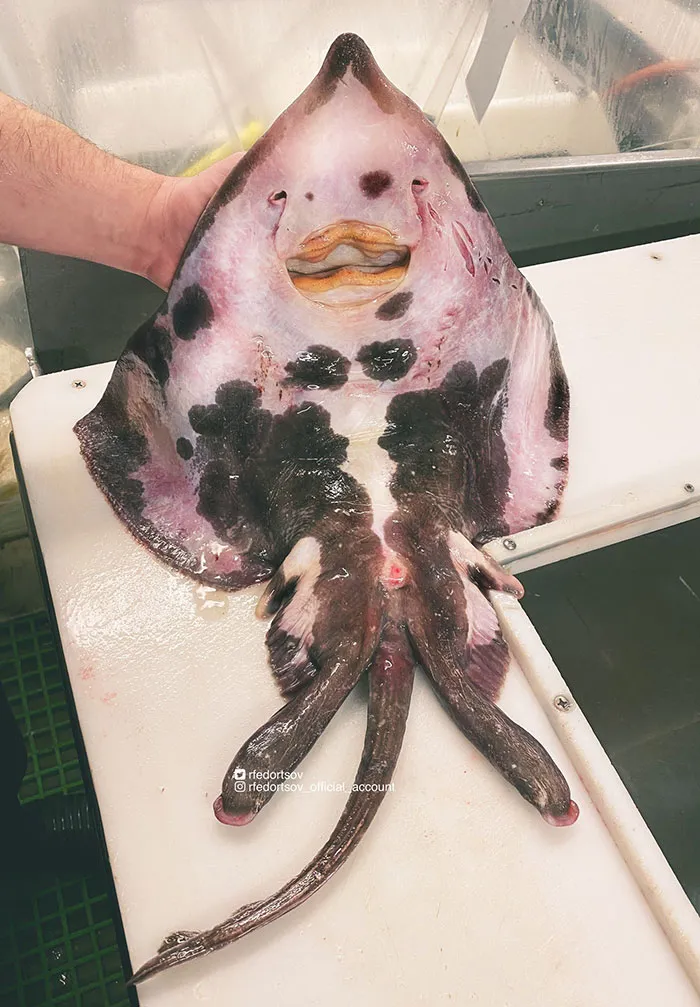 Arctic Skate