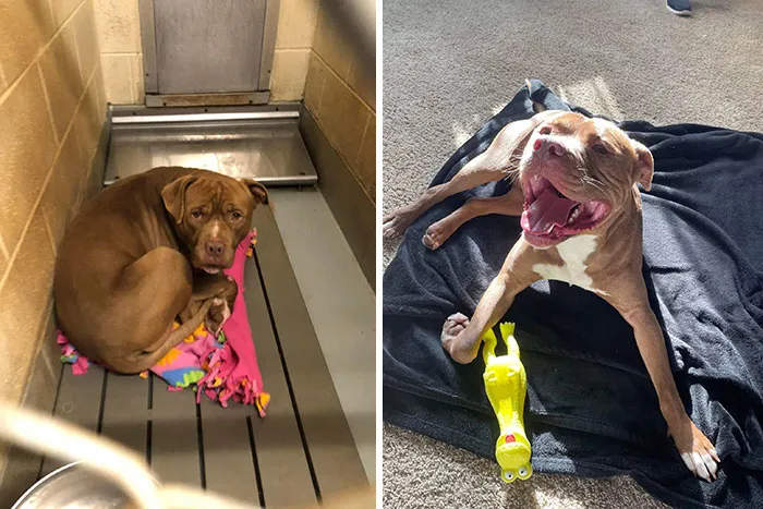 Kris Before And After Adoption