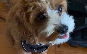 Hey Pandas, Offer Your Dog A Treat And Take A Picture Of Their Reaction (Closed)
