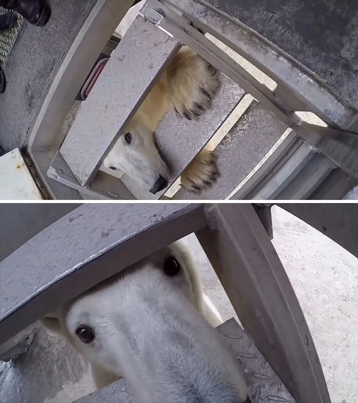 Pov: Polar Bear Is Trying To Eat You