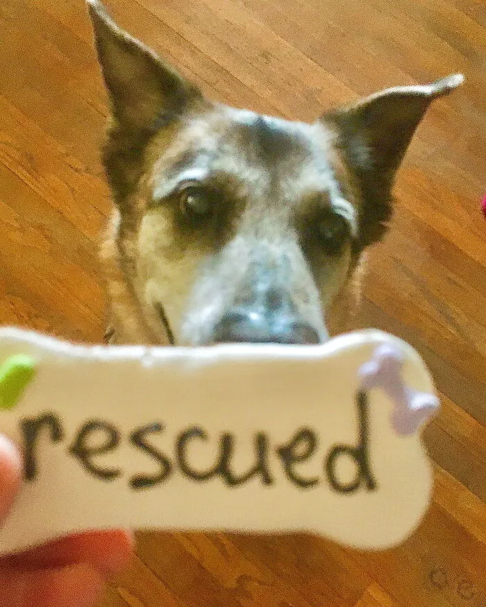 A Present In Her Rescue Anniversary- Rip Simmy