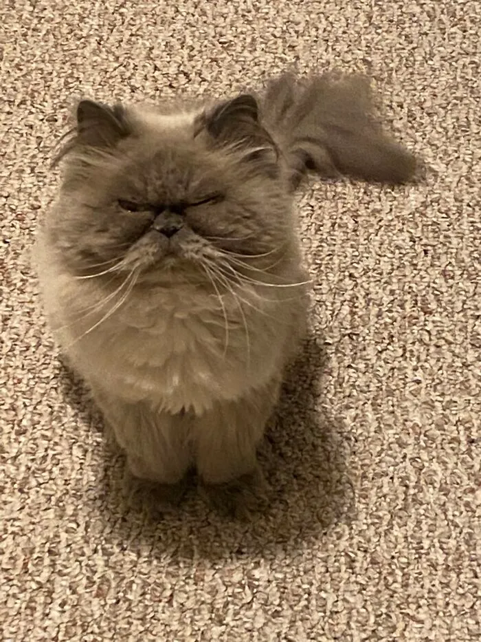 My Sweet Grand Cat❤️❤️