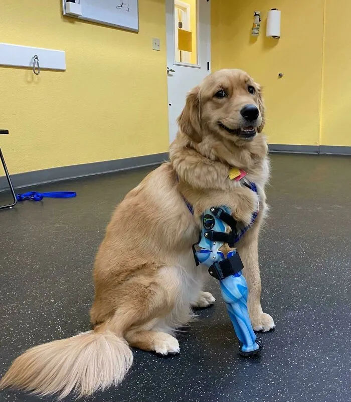La sonrisa de Turbo siempre me hace sonreír. Este fue el día de la colocación de su prótesis