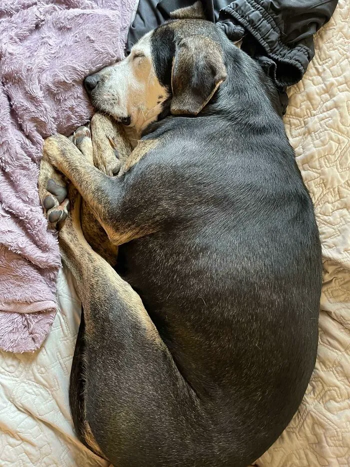 My Foster Dog Had Never Been Indoors Before. This Is Her First Nap, On A Bed, In A Home