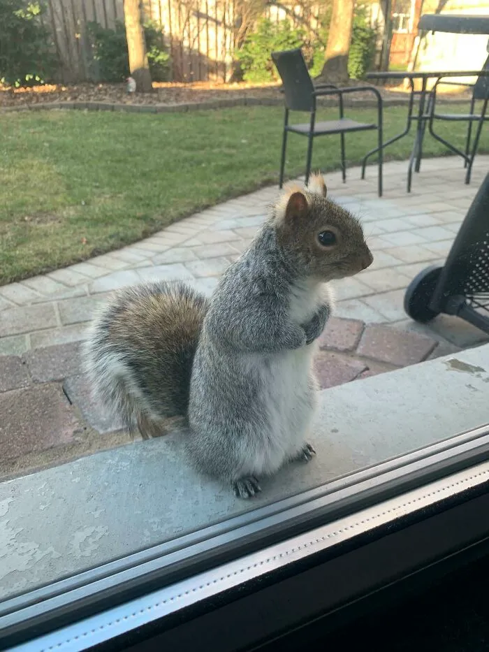 Alimentamos a nuestra ardilla del patio trasero una vez. Este es Frankie en la puerta de nuestro patio trasero esperando más nueces