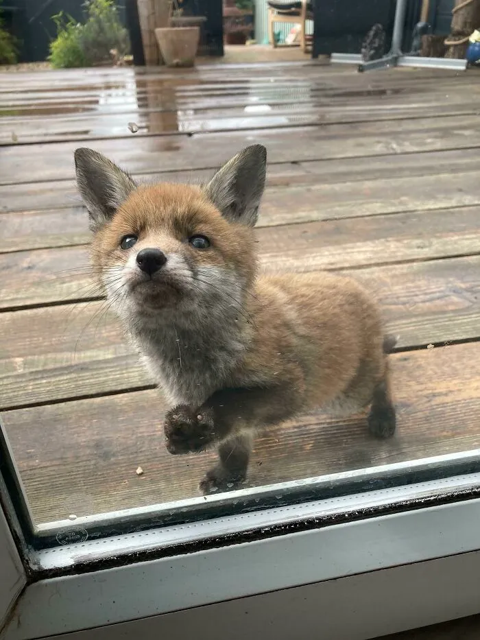 Este zorrito ha estado visitando nuestro jardín todos los días y quiere que seamos amigos