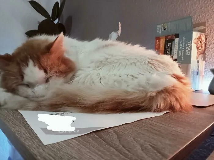 10 Days Ago, Somebody Poisoned My 11-Year-Old Fluffball Leon In My Own Garden