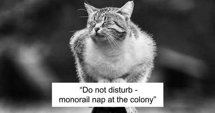 I Capture The Hilarious Logic Of Monorail Cats (24 Pics)