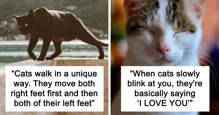 'Did You Know': 30 Facts About Cats That You Might Not Have Heard Of