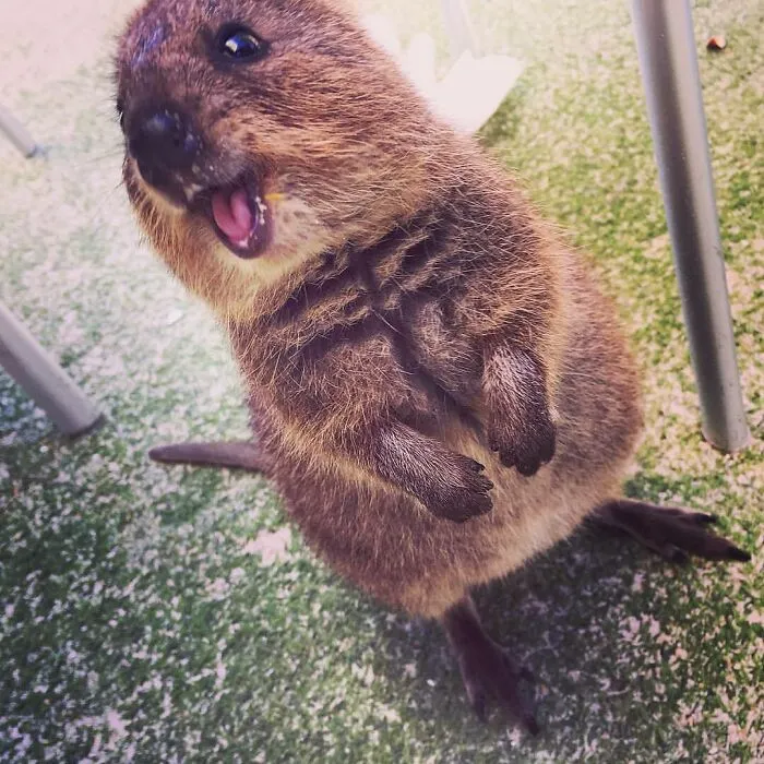 I Just Made An Adorable Little Furry Friend