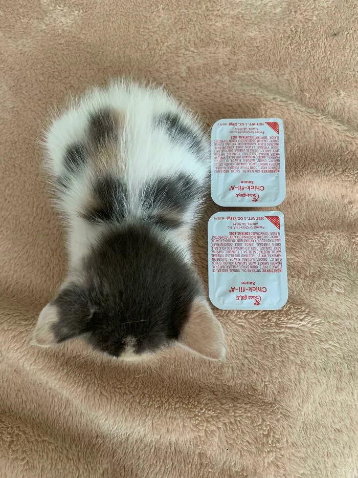 He's The Size Of 2 Chick-Fil-A Sauces