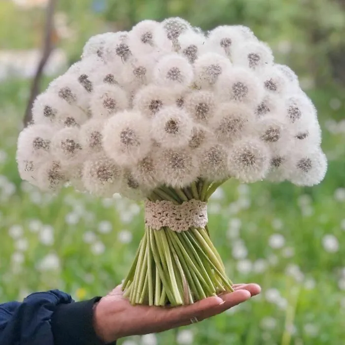 A Dandelion Bouquet