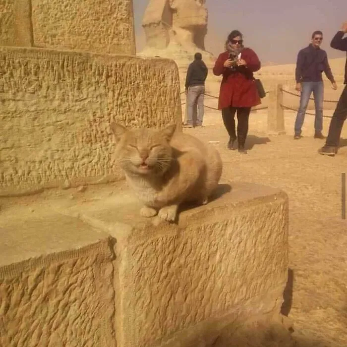 A Fluffy Tour Guide