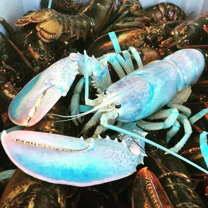 Cotton Candy Lobster - 1 In 100million Catch! Donated To The Huntsman Marine Science Center. He’ll Be Safe And Sound At The Huntsman, Where He’ll Live Out The Rest Of His Life