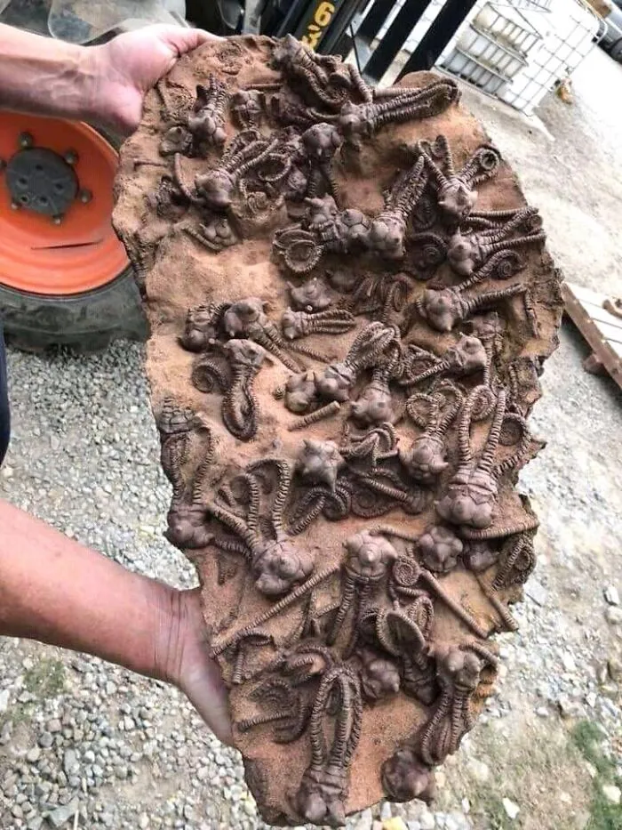 280 Million Year Old Fossil Found In Western Australia, Photo By Tom Kapitany