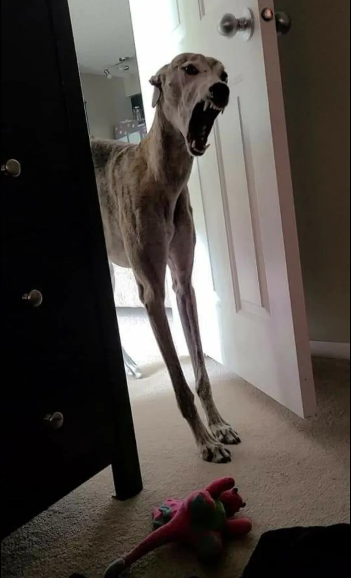 Mother! I Request Your Soul!