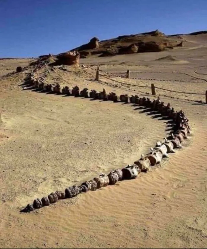 A Whale Skeleton Found In The Hot Dunes Of Egypt