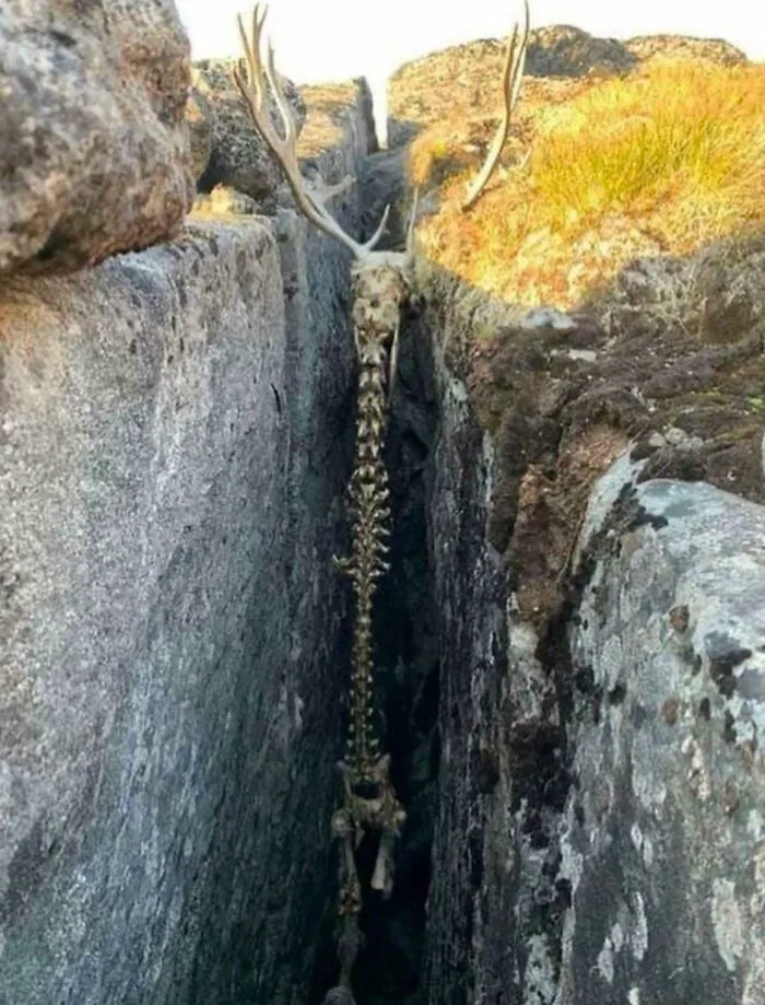 The Remains Of This Caribou In Greenland