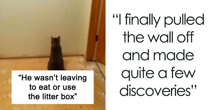 Guy Wonders What's Wrong With His Cat Who's Obsessed With A Single Wall In The House, Investigation Leads To Discovery Of A Hidden Basement