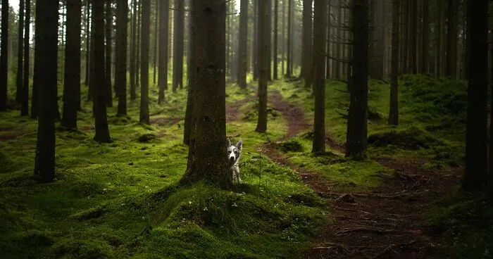 Adventurous Dogs In Breathtaking Landscapes: I Photographed Four-Legged Models In Norway, Iceland And Alaska (30 Pics)