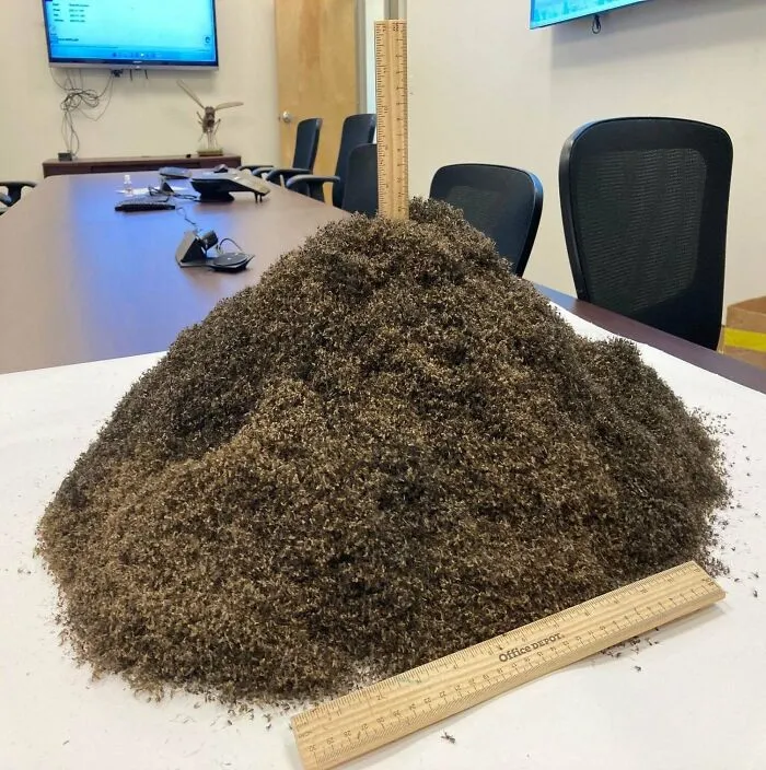 What 1,000,000 Mosquitos Look Like. Caught In A Trap In Sanibel, Florida