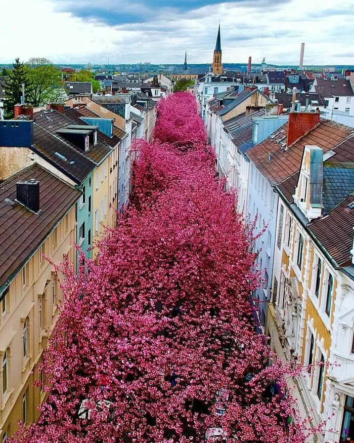 Hay una calle dedicada a los cerezos en Bonn, Alemania