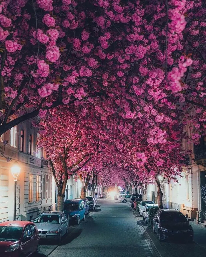 In April, Cherry Blossoms Bloom In Germany. Gifted By Japan After The Reunification