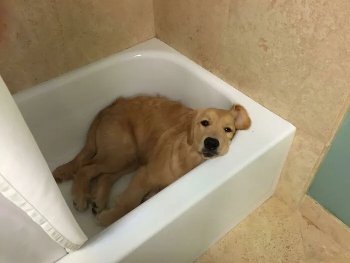 Escondida de los cachorros 
