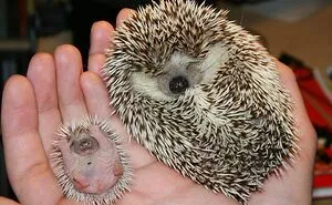 50 Of The Cutest Animal Parenting Moments Ever (New Pics)