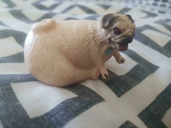 Mi pug de juguete que crece en el agua y que sólo estaba medio metido en el agua