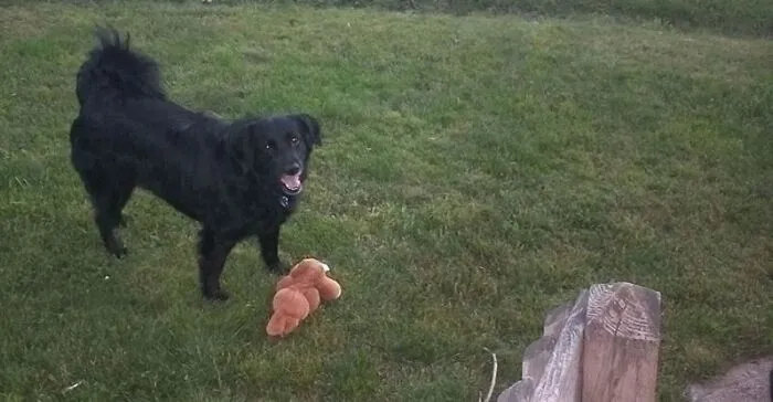Bella And Her Favorite Toy