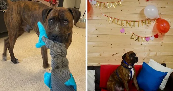 Stray Dog Named Luke ​​Can’t Find A Home Because He’s Too Shy, Shelter Throws An Adoption Party, No One Shows Up