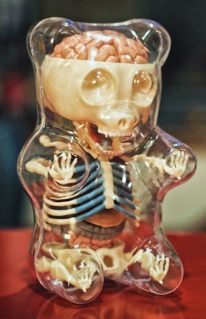 Juguete de anatomía de oso