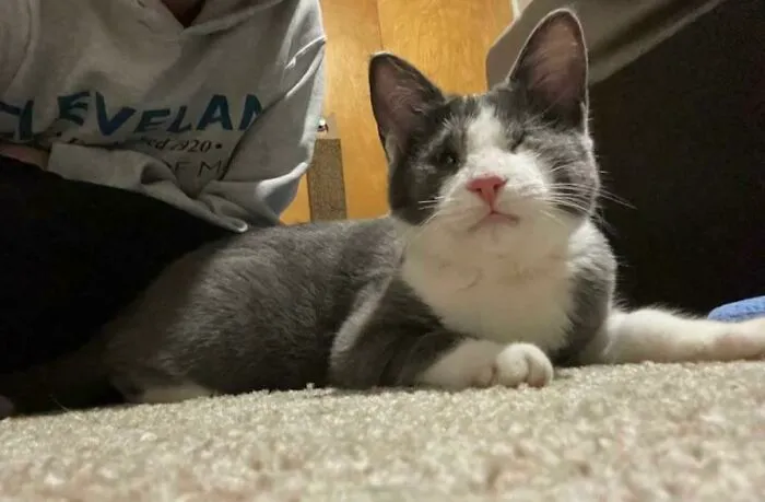 Just Adopted This Blind 5 Month Old Kitten (Who Gets Around Like She Can See)
