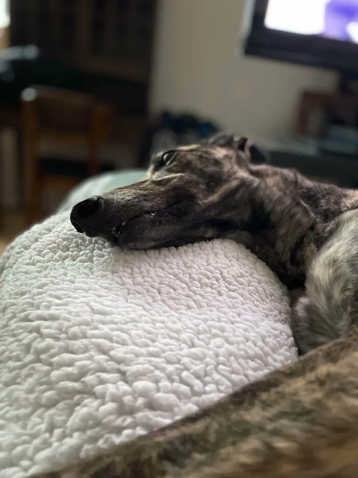 Tiva Is A Recently Retired Racing Greyhound Who Ran 151 Races & Hit 36mph, Ranked Grade A - She Reached The Podium 66 Times. Just Adopted Saturday, She Is Now Our Grade A Professional Lounger